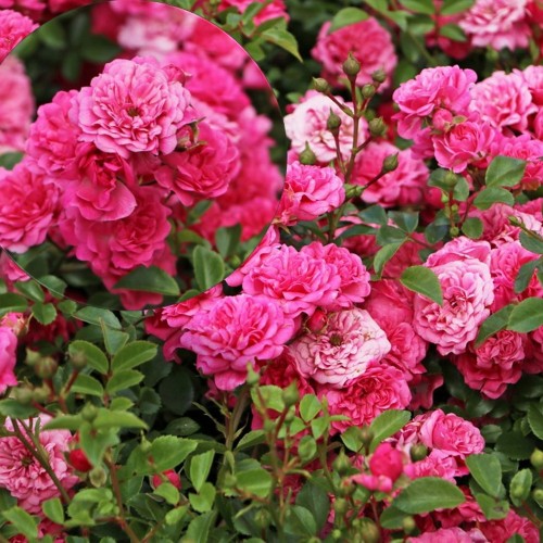 Rosa 'Zwergrose' - Roos 'Zwergrose' C4/4L